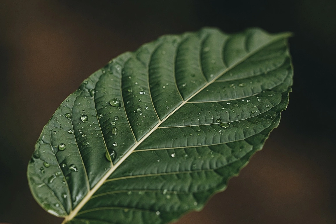 Close-up of fresh green kratom leaves showing the central vein and leaf structure