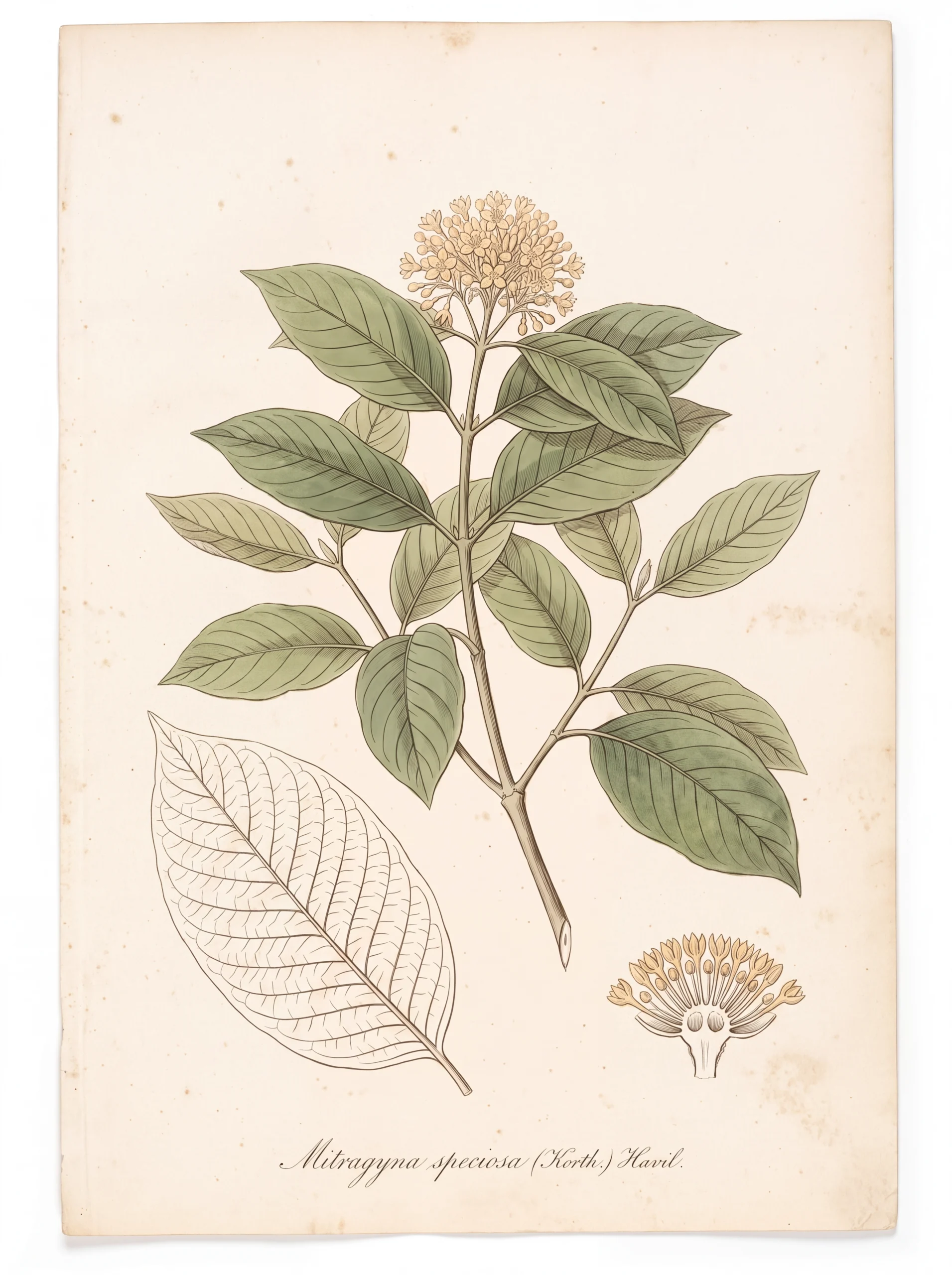 Botanical illustration of Mitragyna speciosa showing a flowering branch, the leaf venation, and a cross-section of the flower head